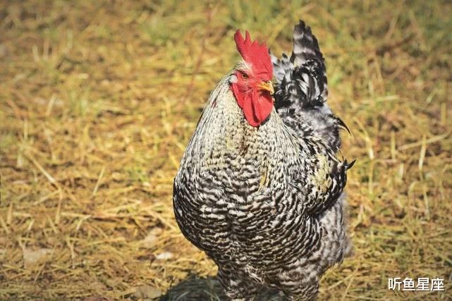 「生肖」6月将至，3生肖出门有吉兆，工作遇贵人，人生迎来上上签