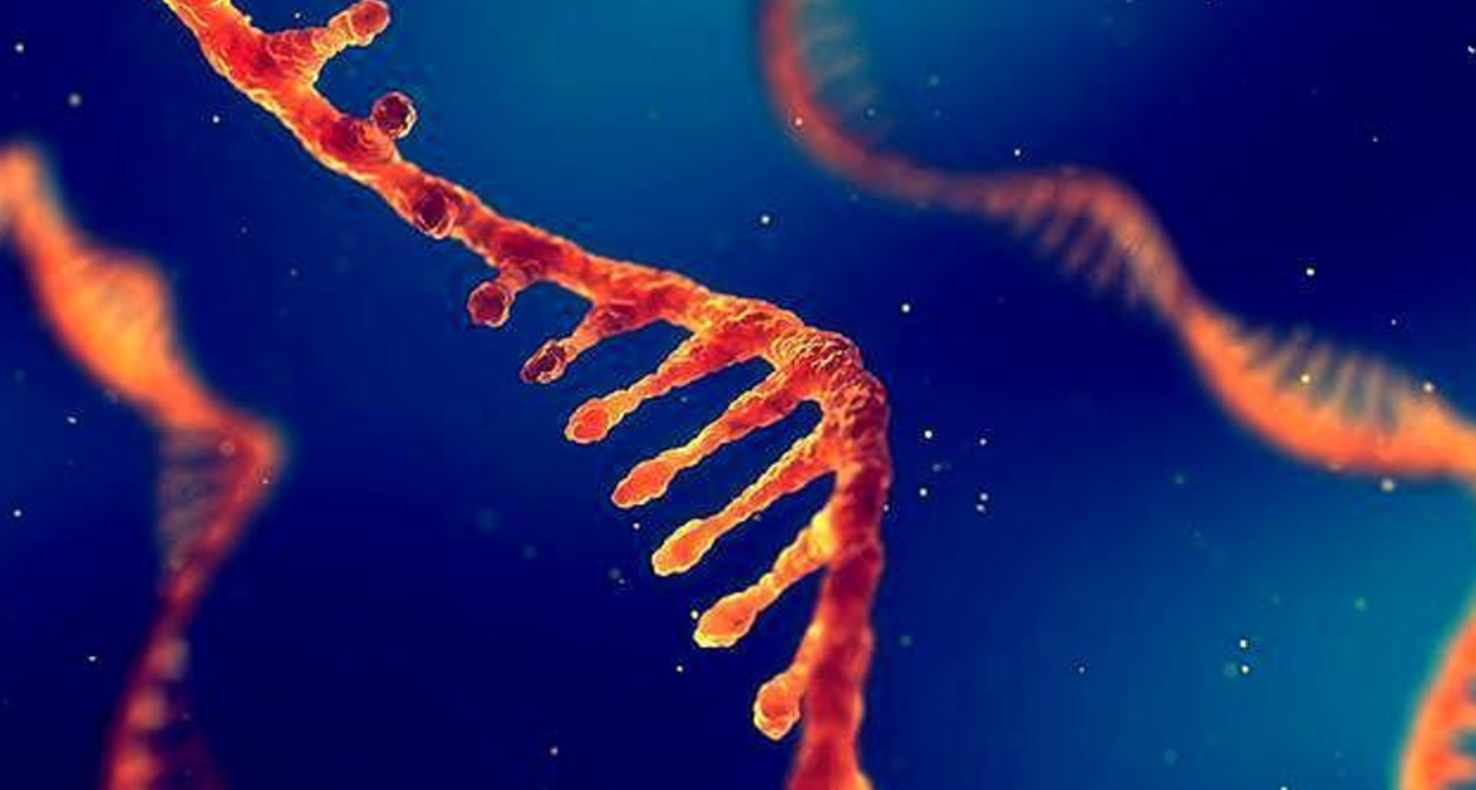 石器时代|现代的猴子也能进化成人？科学家担忧：巴拿马猴类已进入石器时代