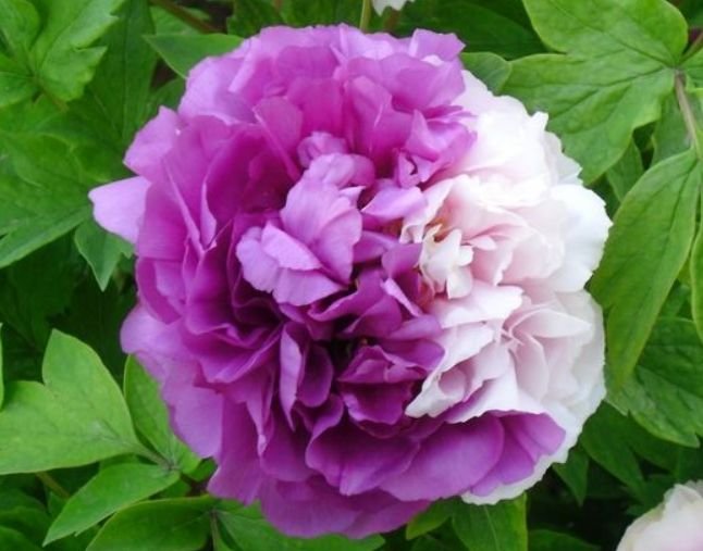 生肖|喜报:8月下旬运势最佳,财运长虹,喜事连连,贵人相助的3生肖