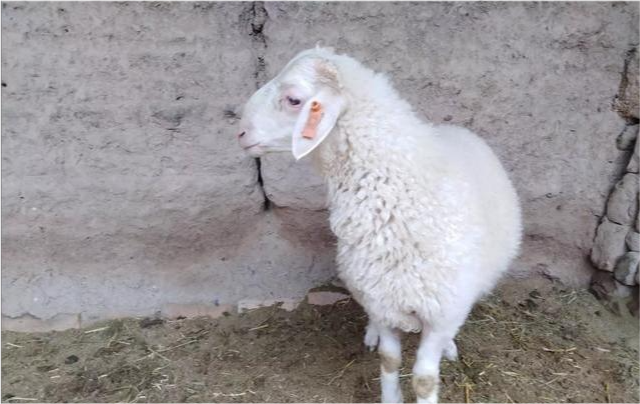 果然悠|一只羊有多少收入，多少只羊可以年入十万？看过来人算的细致账