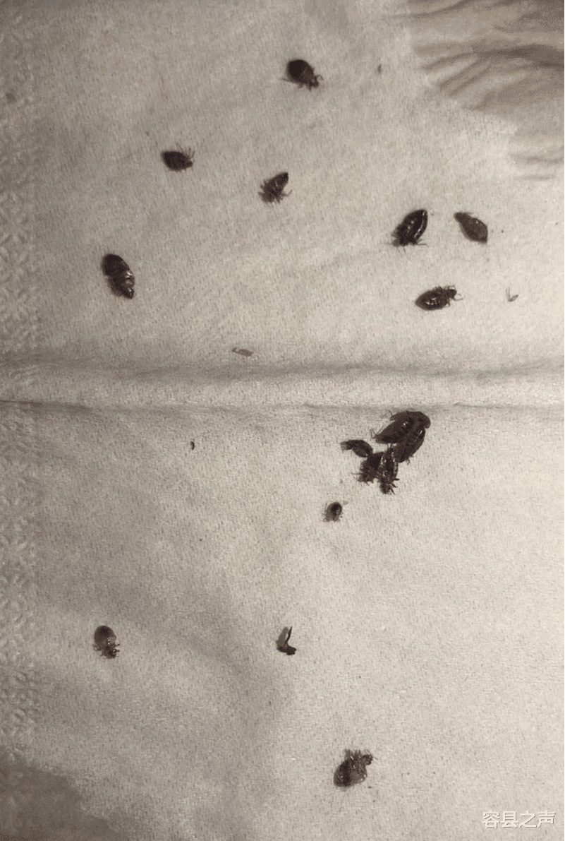 容县之声|广西一学校宿舍出现叫不出名的咬人虫子，闹得人痒痒