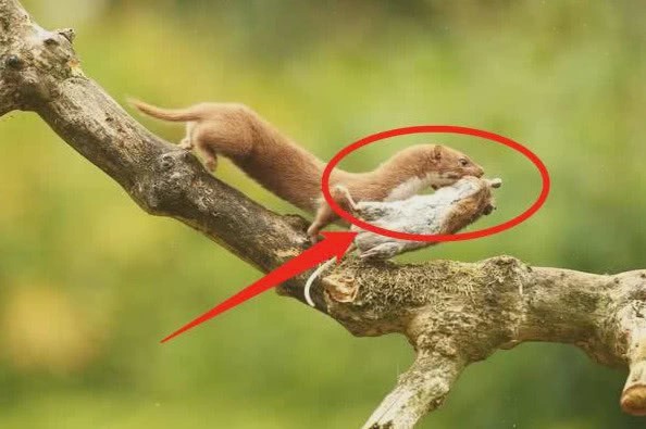 ：为何人们大多不敢杀“黄鼠狼”？并非迷信，答案万万没想到