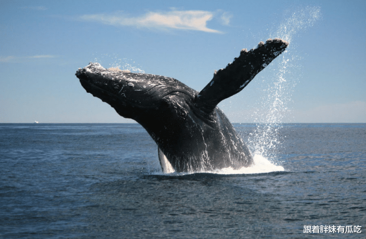 『鲸鱼』未曾经历“鲸落”的鲸鱼尸体，其实很危险