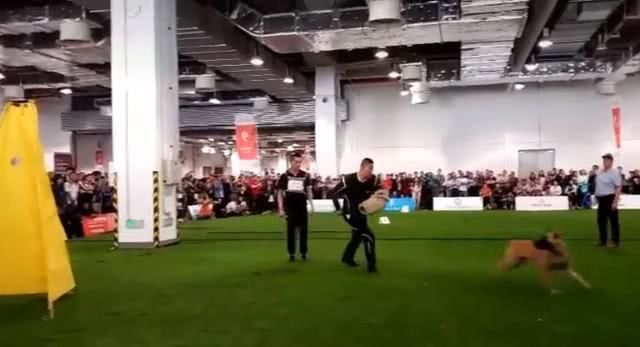 警犬看到坏人掉头就跑，全场静默3秒爆笑，没毛病啊