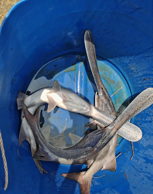 「长江」灭绝的长江鱼王再现身？重庆有人钓起“长嘴怪鱼”，像极白鲟