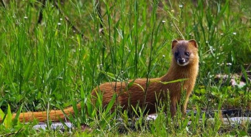 「」为什么说看到黄鼠狼不能打杀？并非是迷信，专家：是有科学依据的