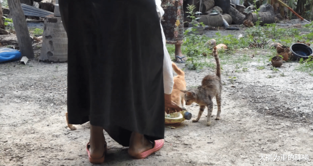 小狗与5只小猫住在婆婆家，却不受大橘猫待见，它反倒最先被带走