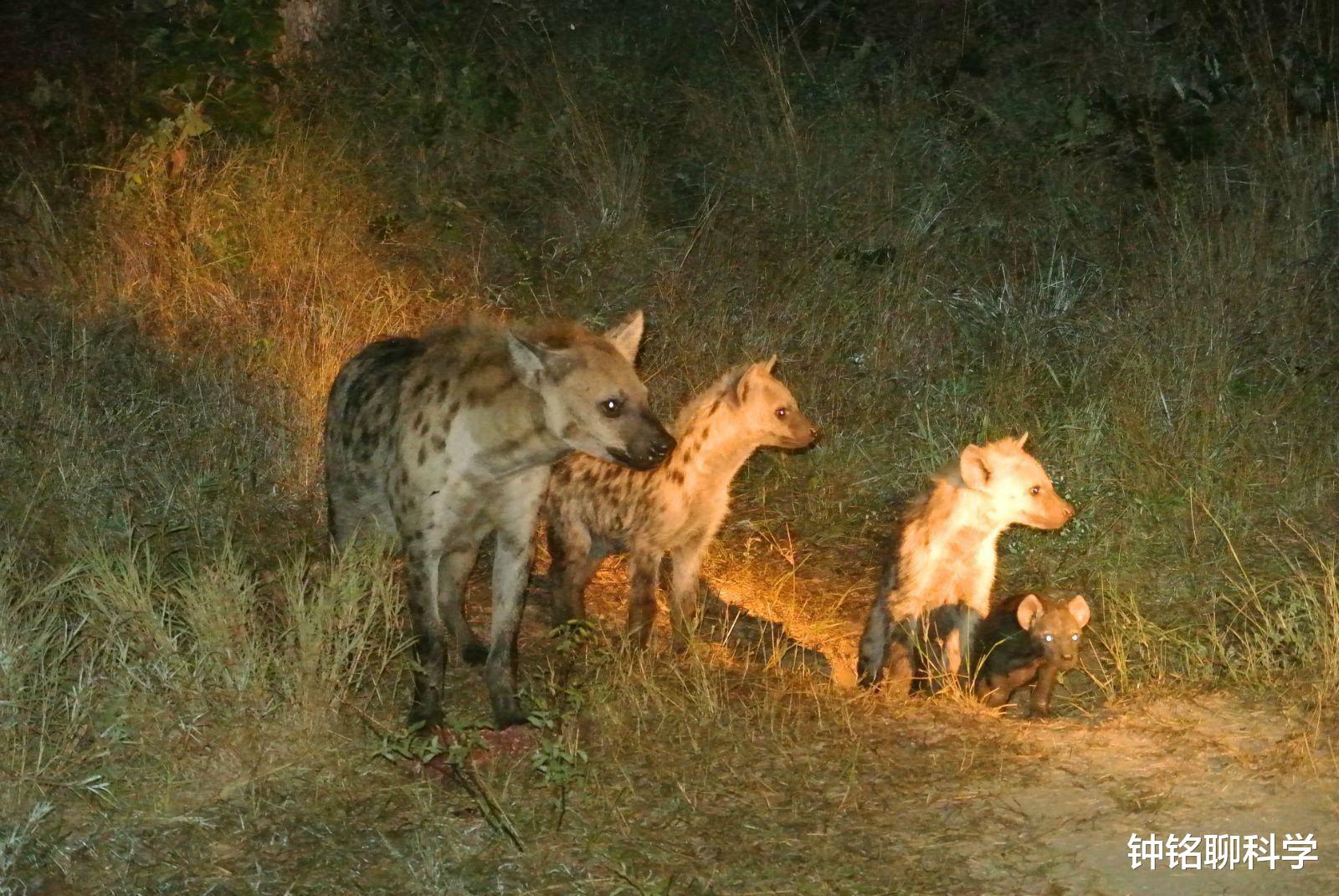 「基因」人类为什么要让动物回交，回交有什么好处吗？