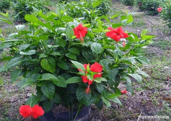 生肖|下周开始,4属相吉星进门大运来,事业一旺百旺,情路一帆风顺