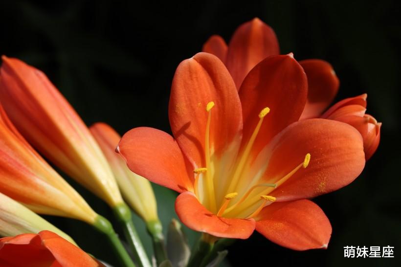 生肖|11月下旬，感情运势红如火，红线牵来真爱，注定要脱单的4大生肖