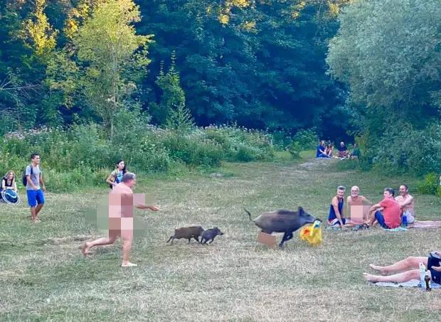 冰川思想库|德国男子草地晒太阳，被野猪叼走了衣服，腆着大肚子直追