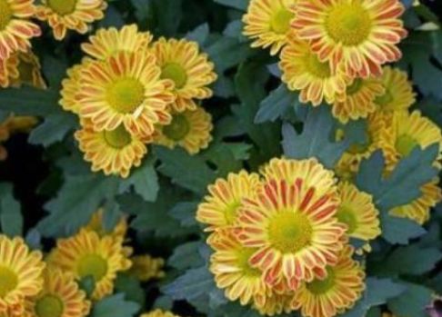 生肖|管不住丈夫的3生肖女,自己的话丈夫听不进去,自己没有话语权