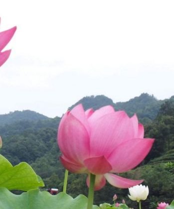 生肖|11月大展宏图,财神眷顾,八方来财,日子红火的3生肖!