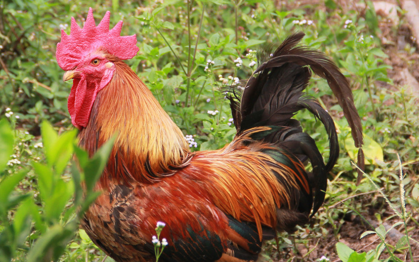 |公鸡为何天亮就打鸣，你知道吗？