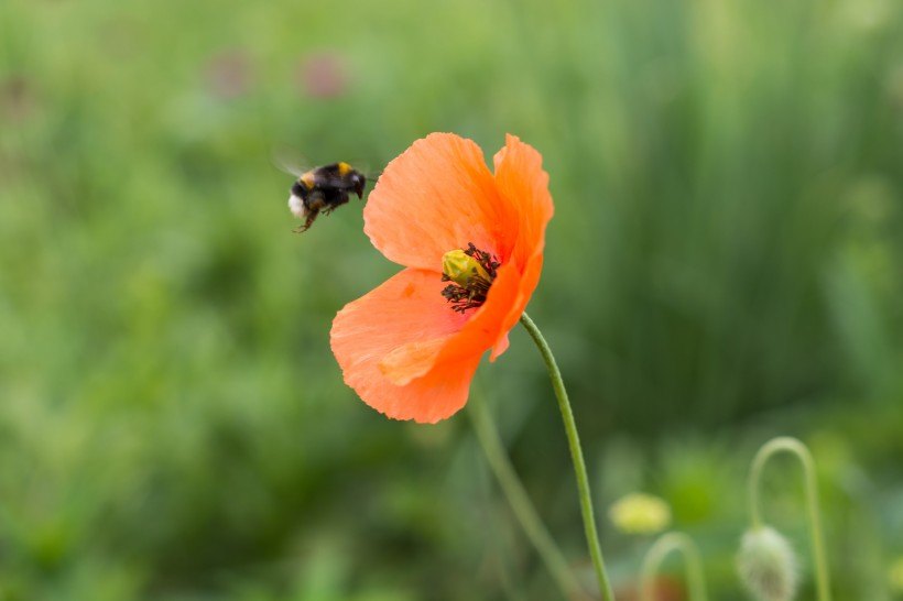 #属鸡#未来半年事业步步高升，横财天降，逢奖必中，贵人入命的四属相