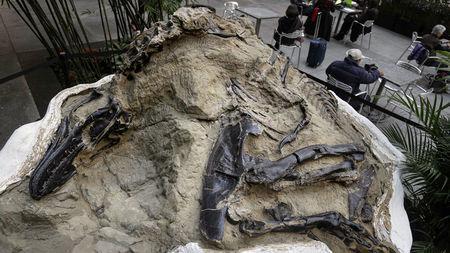 化石|9对乌龟在交配时惨变化石，最尴尬的是，4700万年后还要被人围观