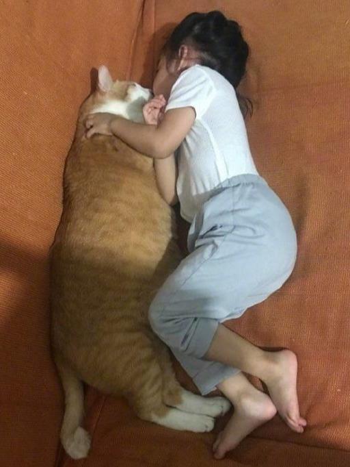 有这样一只大橘猫猪陪着，小主人好有安全感