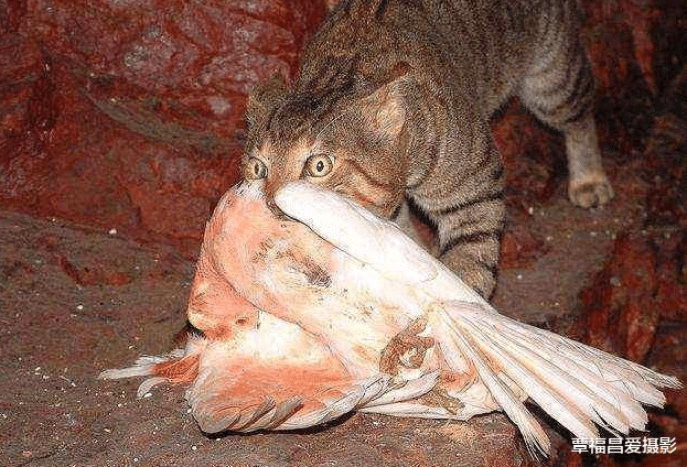 老虎|澳洲的猫没有人工干预，能进化成老虎吗？