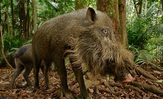 智人|最不厚道的生物，交配完成会形成“交配塞”，还满脸“络腮胡”