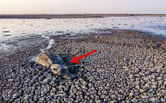 干旱@为什么河马要长时间待在水中？就算干旱也要窝在泥潭里