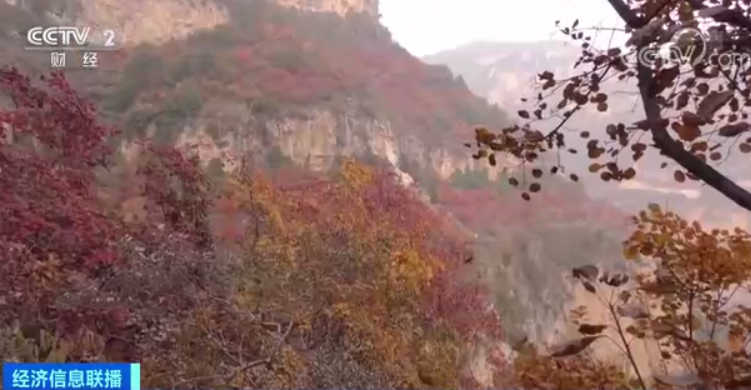 法网|大跳水！这种东西，国庆节后价格跌去9成！