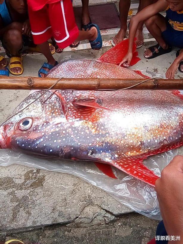 6.6級地震後菲律賓漁民在海面上撈到罕見深海巨魚，有人恐為噩兆-圖3