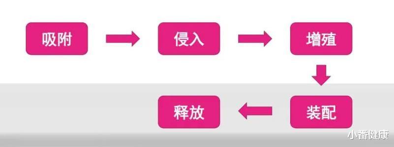 生物学|乙肝在研新药糖生物学研究，罗马尼亚科学家开发，抗HBV疫苗