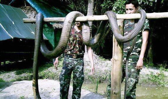 眼镜王蛇@世上最大最强悍毒蛇, 那必须是眼镜王蛇!