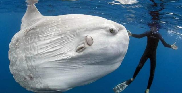 翻车鱼@地球上最大的硬骨鱼，毫无自我保护能力，被咬了也懒得反抗