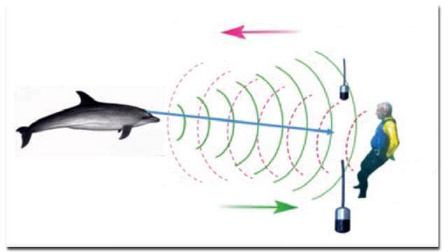 #海豚#海豚为什么这么喜欢人类?原来在海豚眼中,人类长这个样子!