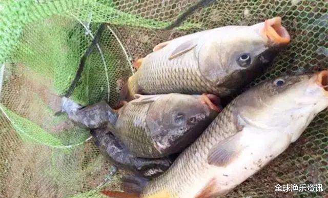 「鲤鱼」六月份如何钓鲤鱼?这三个细节没有忽视,上鱼才会更多更快