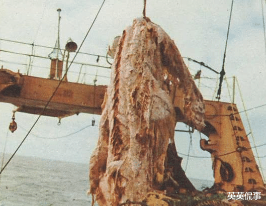 『水底奥秘』日本历史上最蠢的船长： 因担心一船鱼的新鲜，而抛弃一史前巨兽
