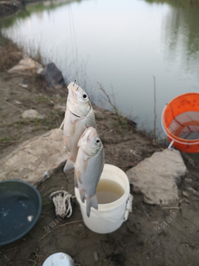 鲫鱼|许久没钓鱼，一钓就上瘾