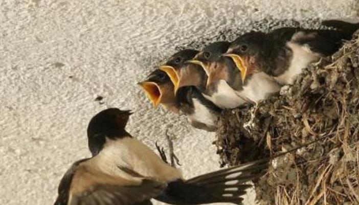 ##燕子家里筑巢，是说明家里风水好吗？真不是迷信！