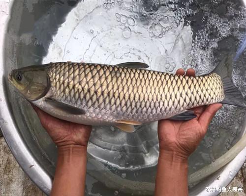 饵料|自然水域用什么饵料钓草鱼最好？记住这三点，选对野钓草鱼的饵料