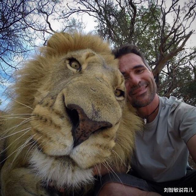 狮子|37张罕见“大”动物照片：看了熊掌和人类对比照，才知道熊多可怕