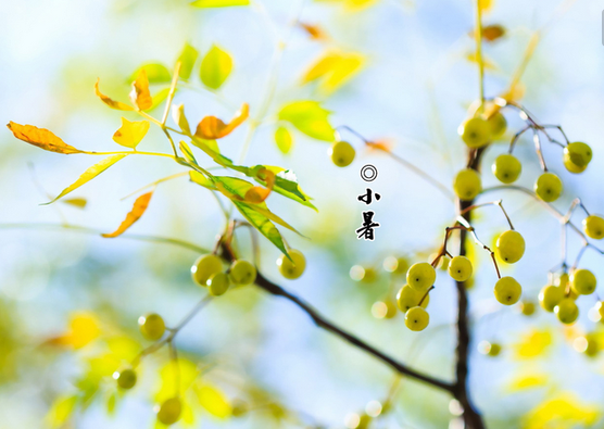 翡翠@万事如意一一翡翠如意的冷知识