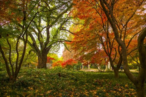 胡杨林|秋天最适合旅游的地方有哪些, 秋天去哪里旅游好？