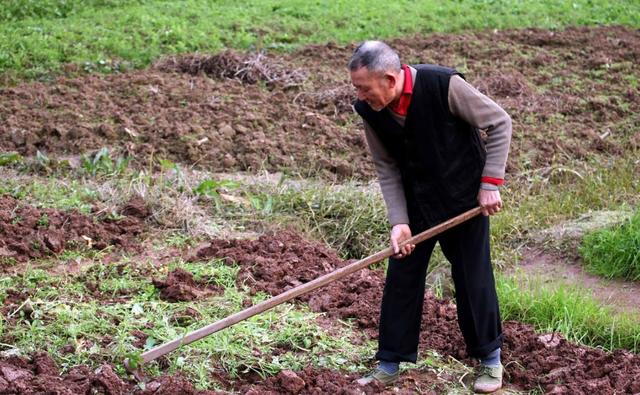 墨语笙歌|老农在地里发现大量黄金，他主动上交国家，如今已是一级国宝