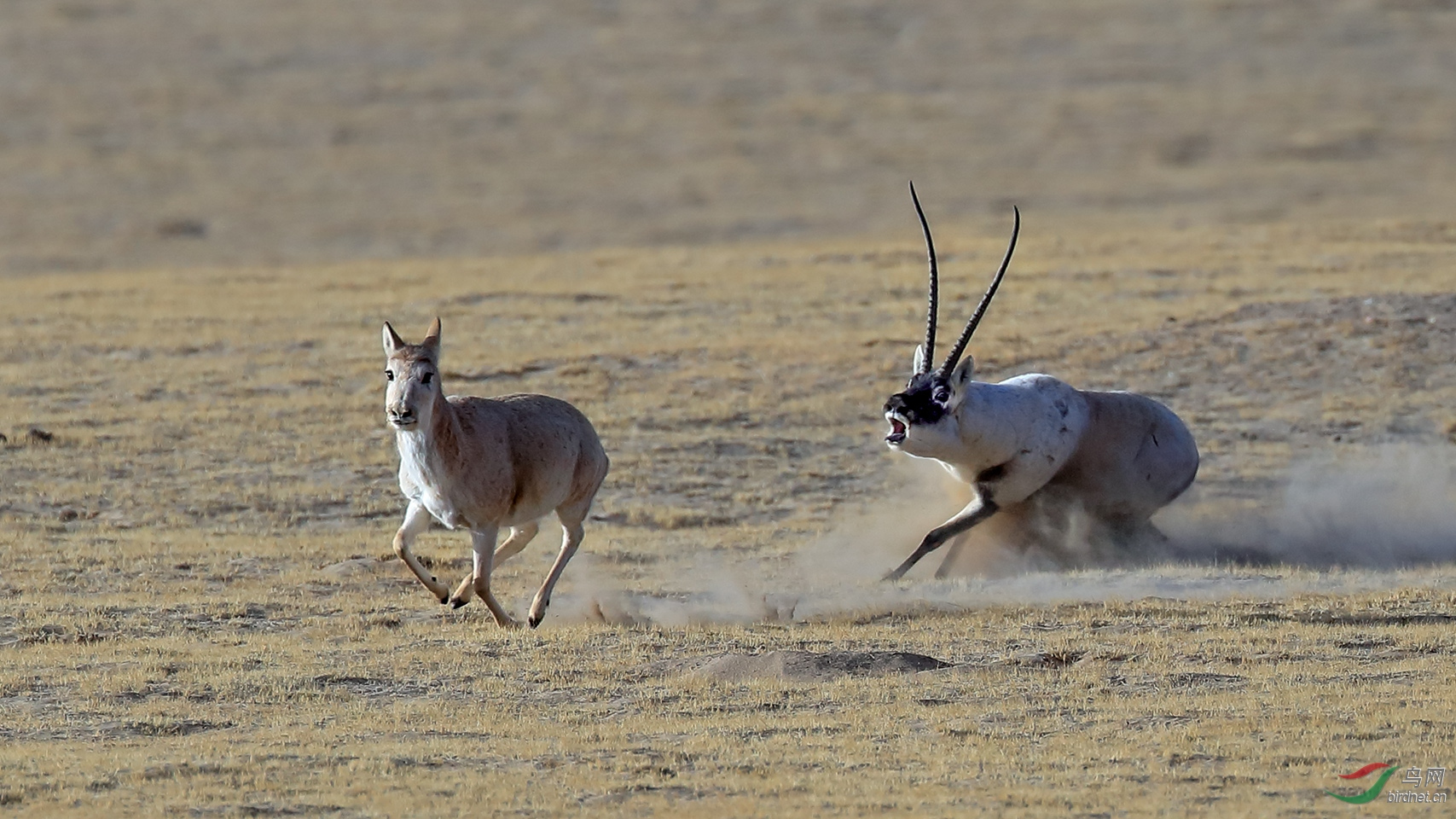 基因|世上“最持久”的动物,交配一次可持续约8个小时,跟猫差不多大