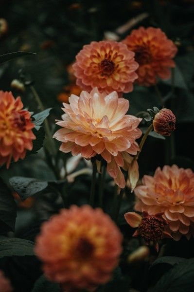 旧爱|9月，前缘难成，旧爱已成过去，终是庄周梦蝶，虚妄一场的4大星座