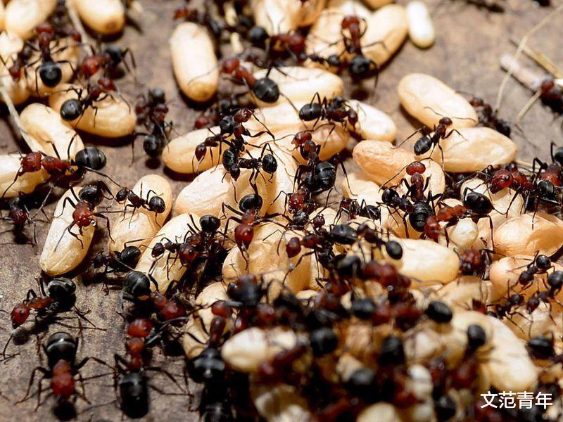 |蚂蚁王国中那些我们所不知道的事情（蚁后死后会发生什么？）