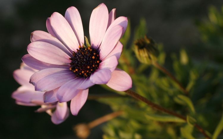 |属猪人：近期两天，将有“痛哭流涕”的大事件，都是上天的安排