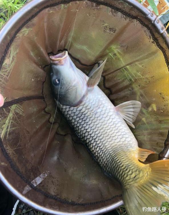 【】钓不到鱼就怪鱼不咬钩？有时候你错怪它了，问题很有可能出在这