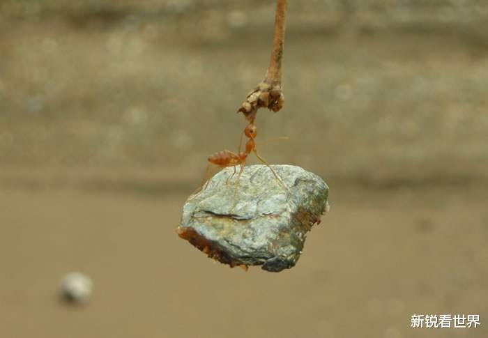 |全球十张奇异的照片，抓拍的一瞬间真的尽力了，看过的人少之又少。