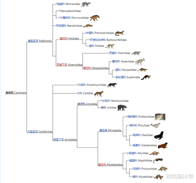 「老虎」猫科、熊科、犬科，三科动物谁更厉害？
