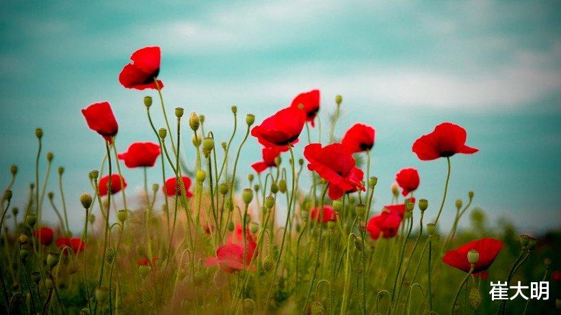 #生肖#7月初，桃花绽放，真爱来袭的4大生肖，姻缘幸福美满，幸福一生