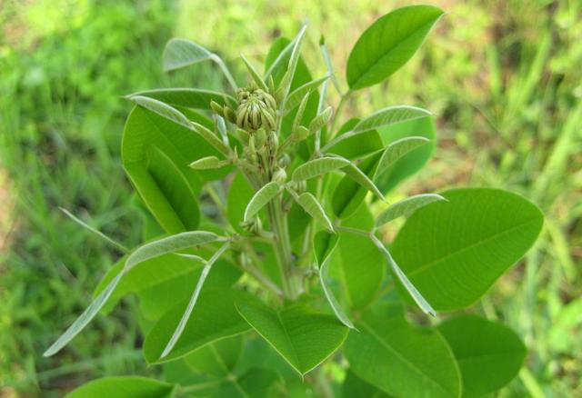 花生|过去田中常见到, 却被误认为毒草, 殊不知是治疗耳聋的奇药