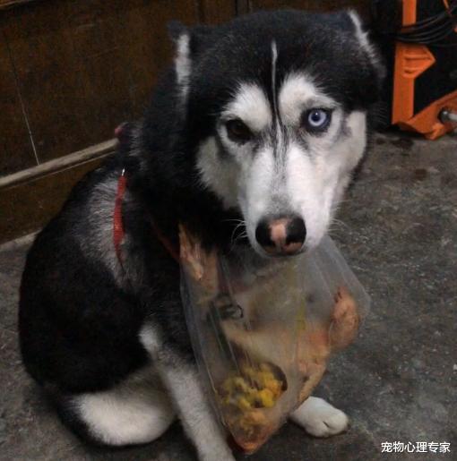 女子带二哈回农村老家，有事临时出门，不料回来却赔了500块钱