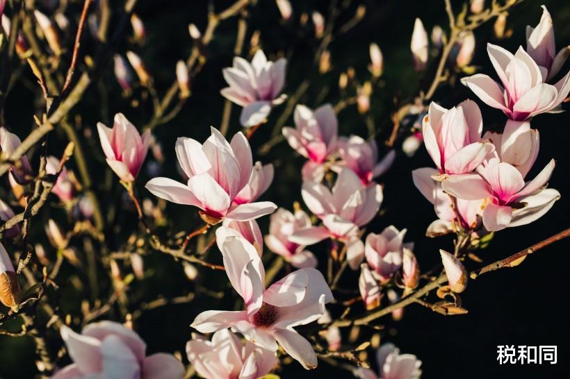 [生肖]6月下旬，财运转好的3生肖，大吉大利，未来前景无限好